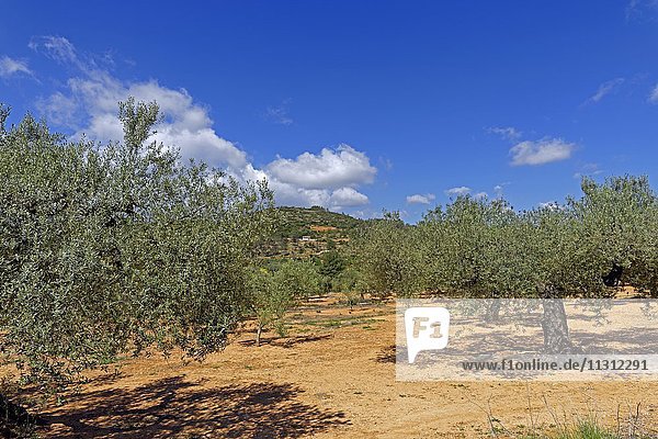 Olivenbaumplantage  Olivenbäume
