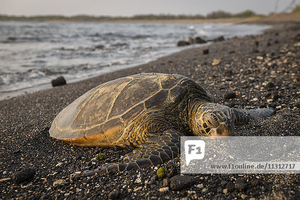 USA  Vereinigte Staaten  Amerika  Hawaii  Big Island  Kona  Hawaii  Big Island  Kona  Kaloko-Honokohau National historic park  Meeresschildkröte  Schildkröte  Tier  am Strand