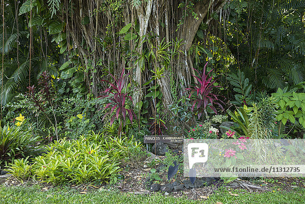 USA  Vereinigte Staaten  Amerika  Hawaii  Big Island  Bezirk Puna  Hilo  Banyan Drive