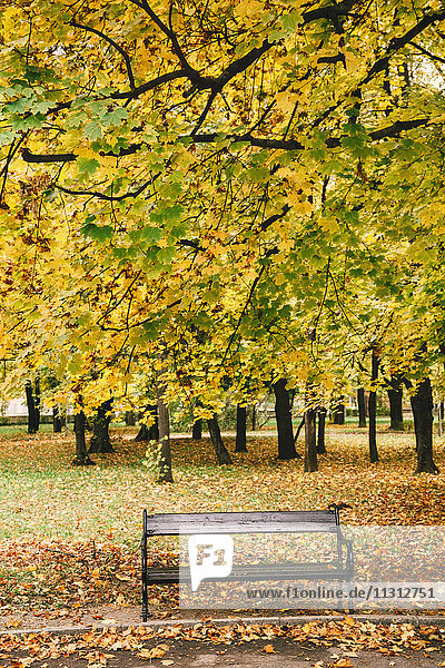Holzbank unter buntem Herbstbaum