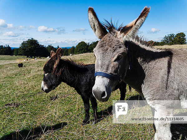 Donkey pasture