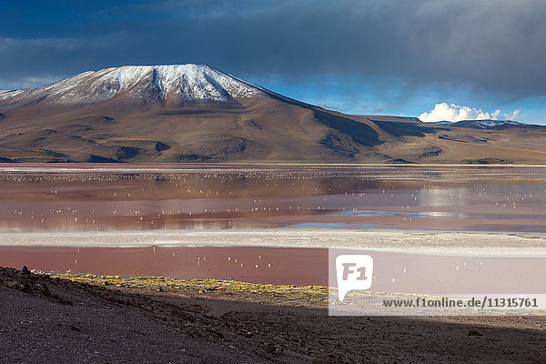 Laguna Colorado  Bolivia  Altiplano  flamingos