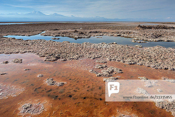 Laguna de Chaxa  Chile  Atacama