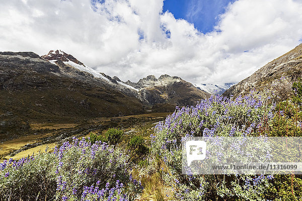 Peru  Anden  Cordillera Blanca  Huascaran Nationalpark  Lupinen