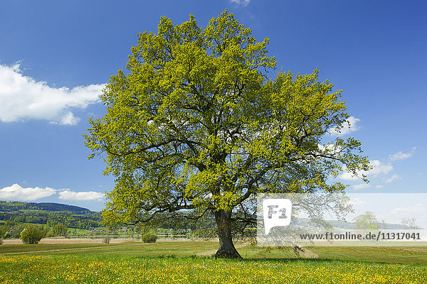 Oak  tree  Switzerland