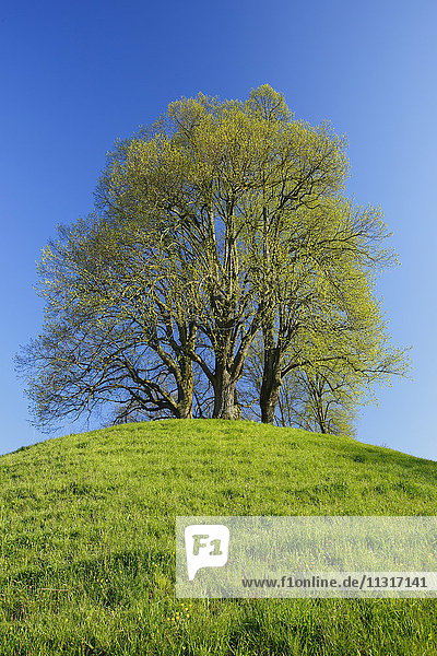 lime-tree on a hill