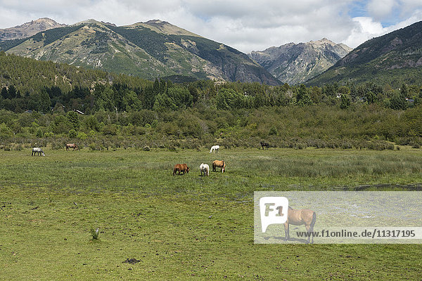 Südamerika  Argentinien  Patagonien  Rio Negro  Nahuel Huapi  National Park  Pferde