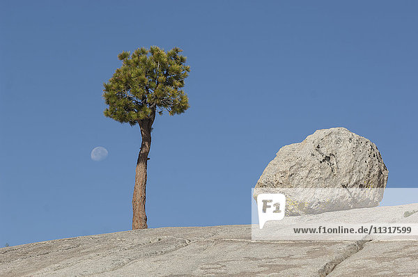 USA  Kalifornien  Sierra Nevada  Yosemite  Nationalpark  Tioga Pass  Baum auf Granitkuppel