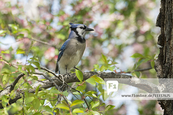 USA  Ostküste  New York  Midtown  Park Avenue  Blue Jay