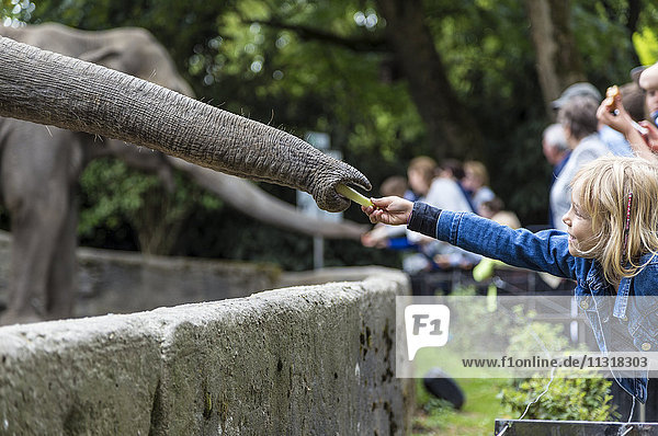 Mädchen im Zoo füttern Elefant