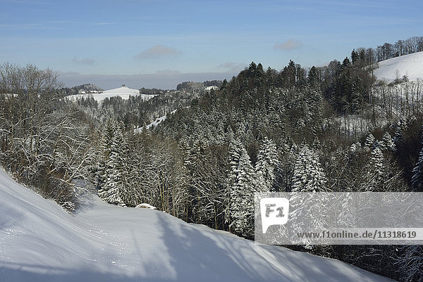 Sternenberg  hills  forest  snow  winter
