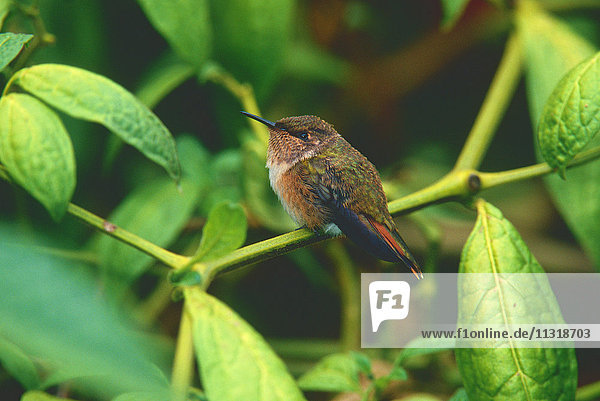 Scintillant Hummingbird  Selaphorus scintilla