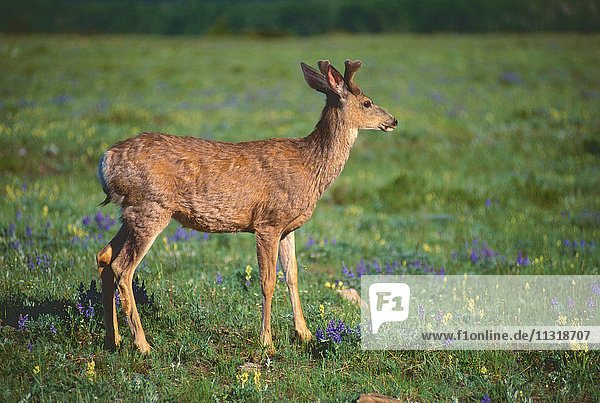 Mule Deer  Odocoileus hemionus