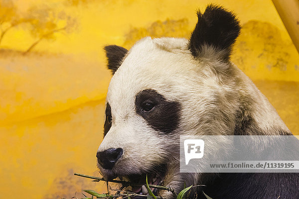 England  London  Kensington  Natural History Museum  Exhibit of The Panda Chi-chi