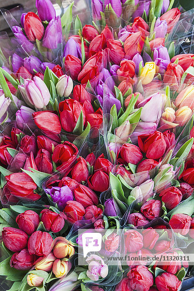 England  London  Southwark  Borough Market  Ausstellung von Tulpen