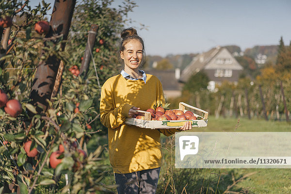 Junge Frau hält Kiste mit Äpfeln im Obstgarten