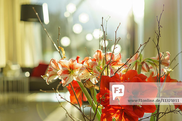 Amaryllis in einem modernen Wohnzimmer