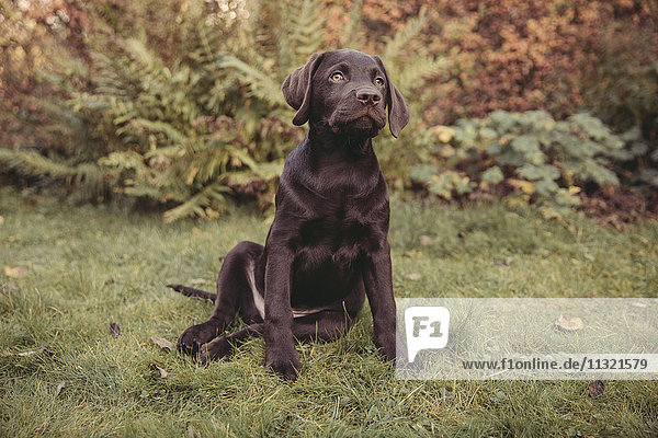 Labrador Retriever Welpe sitzend im Garten