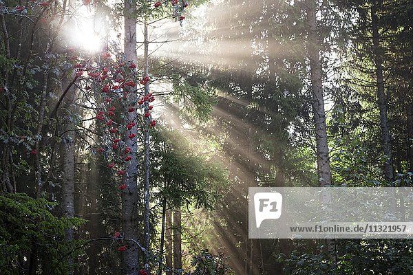 Deutschland  Baden-Württemberg  Sonnenstrahlen durch Bäume im Schwarzwald