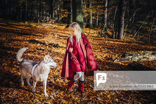 Rotkäppchen  Mädchen beim Waldspaziergang mit Husky