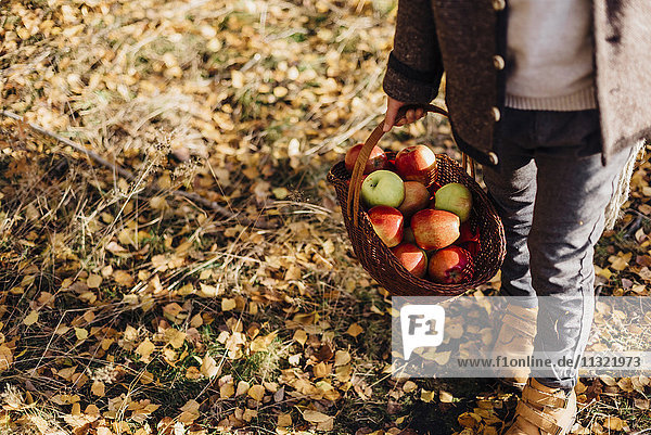 Junge trägt Korb voller Äpfel auf Waldweg mit Herbstblättern