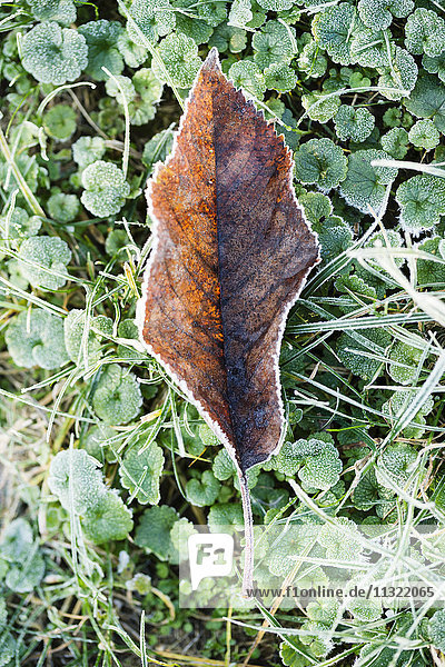Frostbedecktes Herbstblatt auf einer Wiese