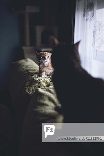 Kätzchen in Alarmbereitschaft vor einer erwachsenen Katze auf der Rückenlehne der Couch zu Hause