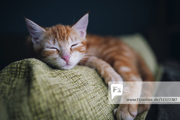 Porträt einer Katze  die auf der Rückenlehne einer Couch schläft.