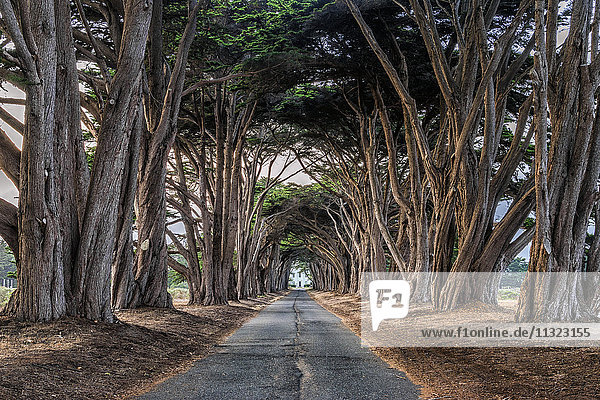 Eine Allee von Bäumen  die auf beiden Seiten einer Straße im Point Reyes National Park in Kalifornien wachsen.