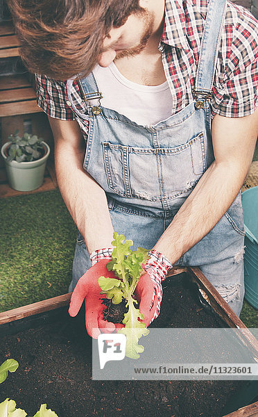 Young gardener planting lettuce in container