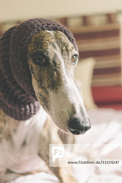 Portrait von Greyhound mit Wollmütze
