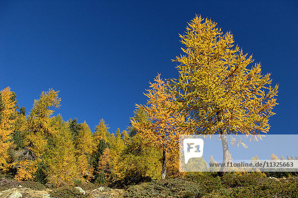 Indian Summer in the valle di Campo in Grisons