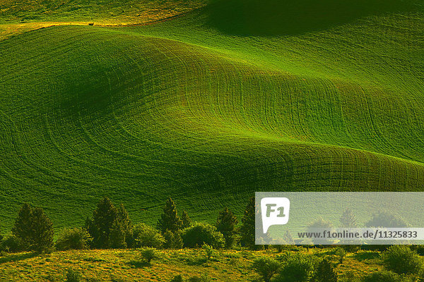 rolling hills in Washington State
