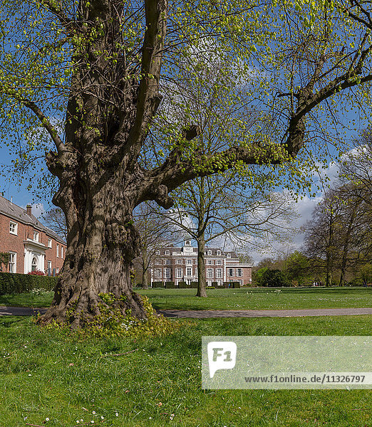 Niederlande  Holland  Europa  Schloss  Feld  Wiese  Bäume  Frühling  Clingendael  Park  Den Haag