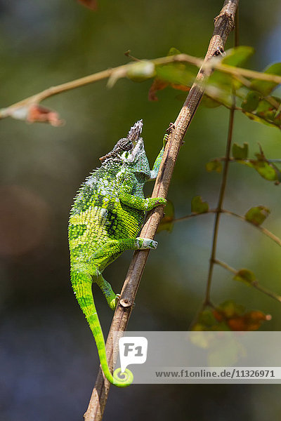 chameleon in Tanzania