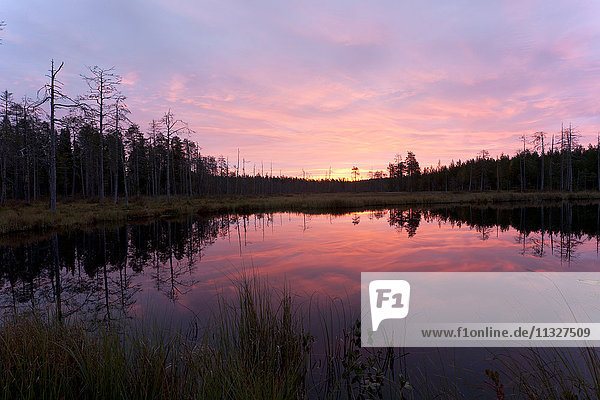 Finnland  Nordkarelien  Kuhmo  See in der Taiga bei Tagesanbruch