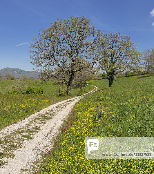 Italy  Europe  Lazio  Viterbo  landscape  field  meadow  trees  spring  mountains  hills  flowers  Landscape  Monte Cimini