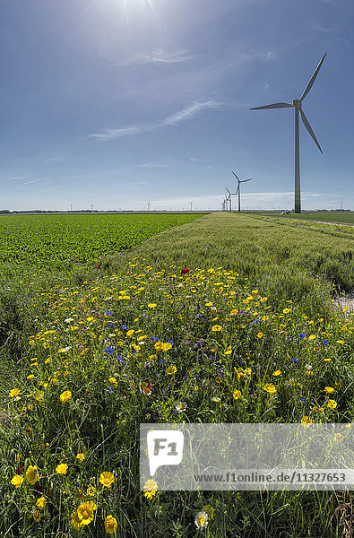 Windkraftanlagen in Swifterband in Flevoland