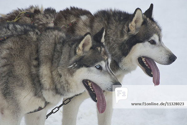 Huskies sledge dogs
