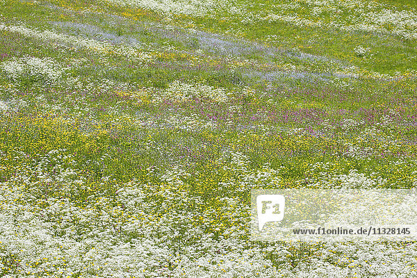 alpine flower meadow