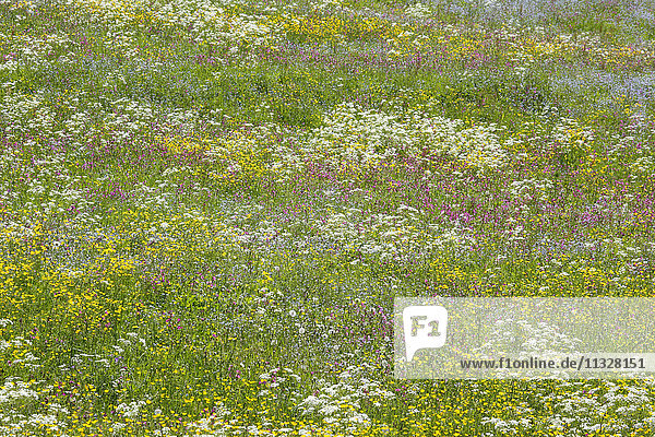 alpine flower meadow