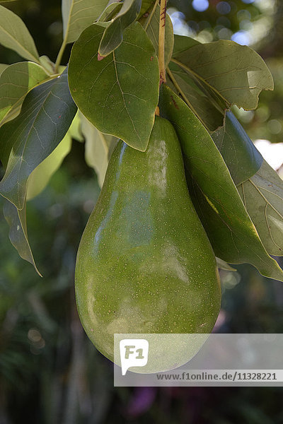 mango fruit
