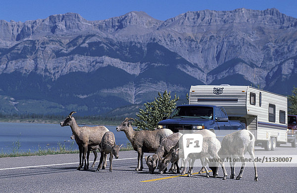 Dickhornschaf auf dem Yellowhead Highway im Jasper National Park  Alberta  Kanada