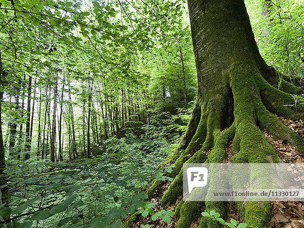 Beech forest in the reserve Aebischen in the canton of Berne