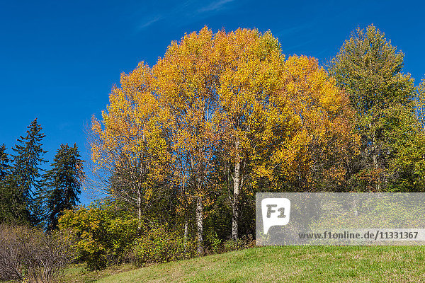 autumn trees in Grisons