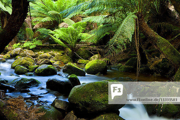 Bach in Tasmanien  Australien