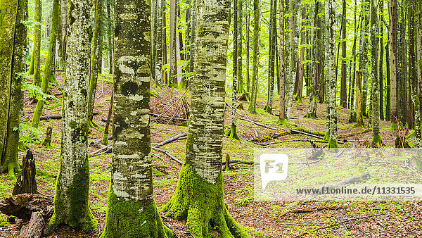 copper beeches in Bavarian forest