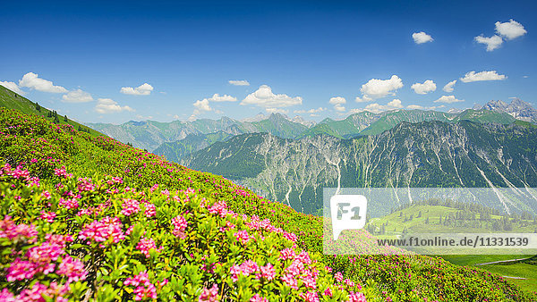 panorama and alpine roses from the Fellhorn in Allgäu Bavaria