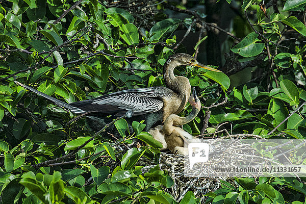 anhinga water bird
