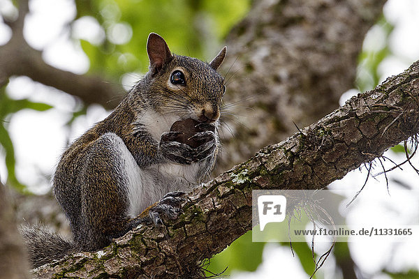 squirrel tree animal